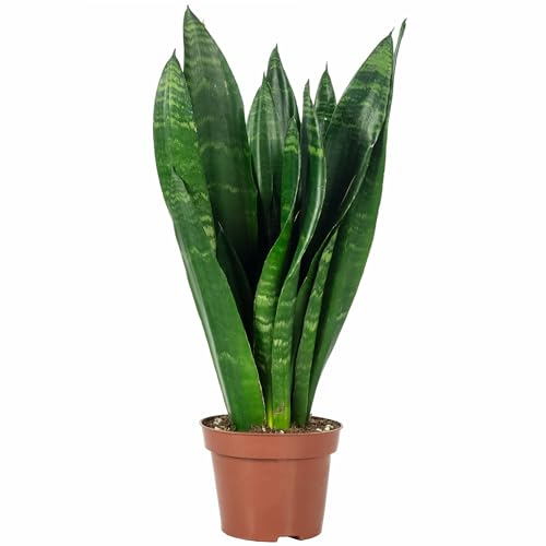 Sansevière - plante d'intérieur facile d'entretien, Sansevieria trifasciata Black Coral - Hauteur env. 35 cm, pot-Ø 12 cm