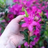 Perfect Plants Autumn Amethyst Encore Azalea, 1 Gallon, Live Plant