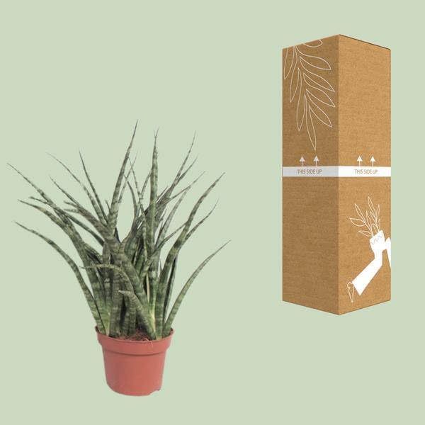 Bogenhanf Sansevieria Fernwood Punk Zimmerpflanze Ø12 cm 35 cm