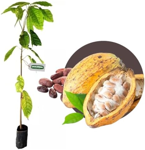Muda de Cacau Produtiva Theobroma Cacao + Manual de Plantio