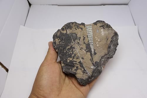 Image of Natural Orthoceras Fossil from Devonian Period Fossil from Morocco A311