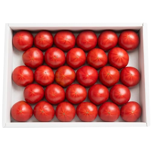 夜須のフルーツトマト 高知県 香南市 (約2kg)