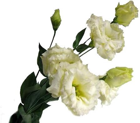 トルコキキョウ 八重 生花 切り花 イエローダンスなど 5本 Cool オンライン限定商品 トルコキキョウ 八重 生花 切り花 イエローダンスなど 5本 Cool オンライン限定商品