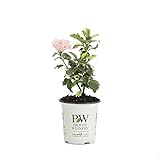 Sugar Tip Rose of Sharon (Hibiscus) Live Shrub, Light Pink Flowers and Variegated Foliage, 4.5 in. Quart