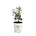 Sugar Tip Rose of Sharon (Hibiscus) Live Shrub, Light Pink Flowers and Variegated Foliage, 4.5 in. Quart