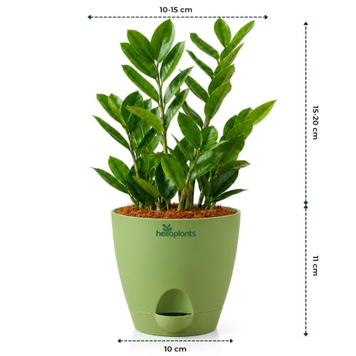 Image of Zamia Green ZZ Plant Zamioculcas Zamiifolia Indoor Live Plant Air-Purifying Decor for Office and Home in a 4-Inch Self-Watering Matte Green Pot