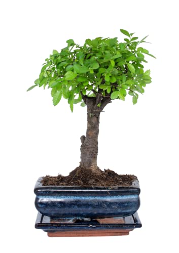 Botle Keramik Blumentopf 'Piano' – 15 Cm Hoch, Weiß, Hochglanz, Modern