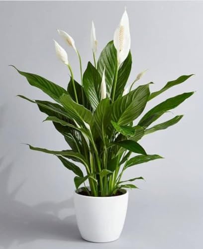Image of Peace Lily Natural Live Indoor Plant | Spathiphyllum Air Purifying Live Indoor Plant with Flower Pot