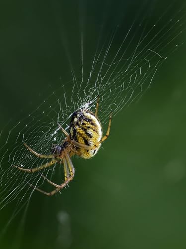 The Old Women Who Gather (16)