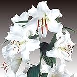 花ユリ 球根 大球カサブランカ 4球 / 国華園 23年秋商品