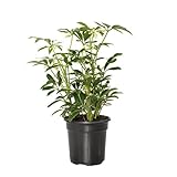 Planta Cheflera Natural el Toque de Frescura que tu Espacio de Interior Requiere