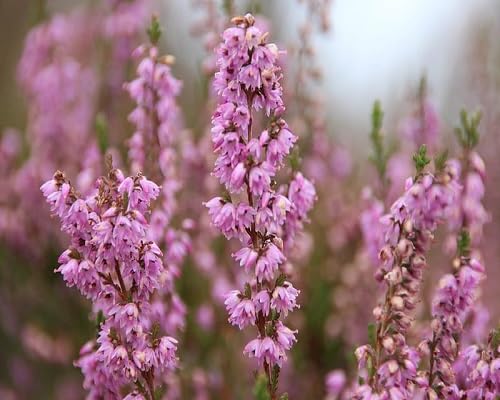 65 graines de fleurs de calluna fraîches