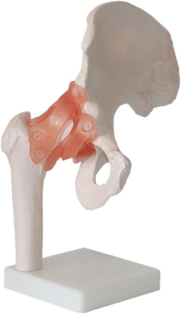 Zestaw 6 modeli stawów człowieka – model szkieletu anatomicznego do zastosowań w opiece zdrowotnej, edukacji, nauczaniu i demonstracjach klinicznych