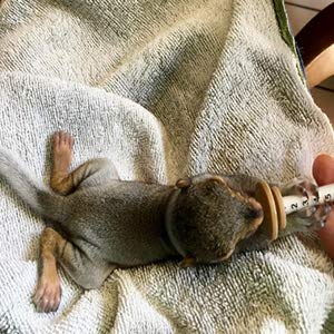 Pet-Feeding-Silicone-Nipple-with-Bottle-and-Syringes-for-Puppy-Dog-Cat-or-Other-Pets-Model-1 - Cucciolini Doodles   Pet-Feeding-Silicone-Nipple-with-Bottle-and-Syringes-for-Puppy-Dog-Cat-or-Other-Pets-Model-1