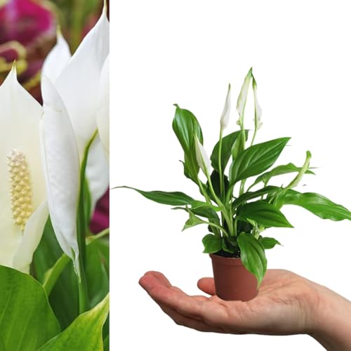 Carbeth Plants Spathiphyllum Peace Lily in 7cm Pot