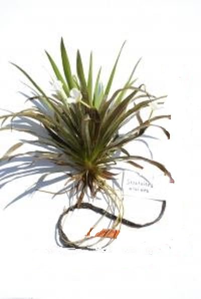 Krebsschere (Stratiotes aloides) Jungpflanzen (12)