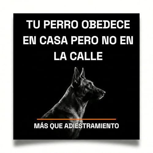 4.17 Tu perro obedece en casa pero no en la calle &mdash; y esta es la raz&oacute;n