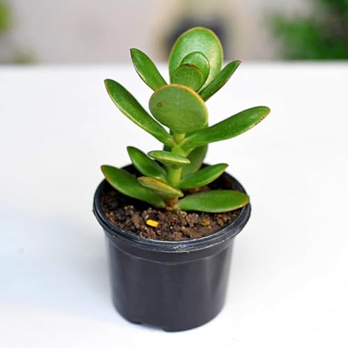 Image of Crassula Live Succulent Plant with Pot | Easy-Care Jade /Money Plant for Home & Office | Lucky Indoor Air-Purifying Plant for Table, Shelf & Decor | Fresh Healthy Plant