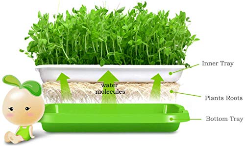 もやし栽培機 もやし栽培キット 水耕栽培器 もやし家庭菜園 スプラウト栽培 DIY BPAフリーPP無土壌 大容量 蓋付き 32.5 *26 *11.5cm 2枚目