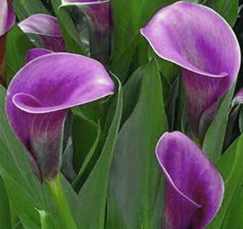 Lirio de cala real, flores de color morado oscuro, bulbo de tamaño floreciente, fácil de cultivar