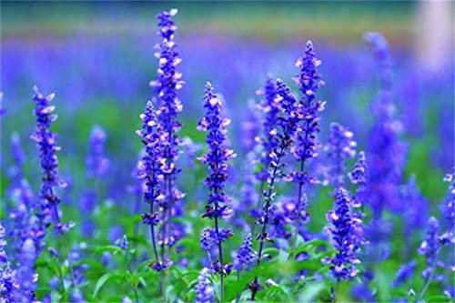 Blue Salvia Seeds 200+ Salvia Nemorosa (Violet Queen) Perennial Flower Plant #TOP1