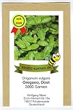 Oregano - Dost - Bienenweide - Oreganum vulgare - 3000 Samen
