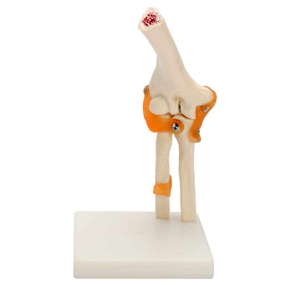 Model anatomiczny ludzki model stawu łokciowego anatomia anatomiczna stawu łokciowego Model medyczny ortopedia medyczne materiały dydaktyczne 12x12x39cm
