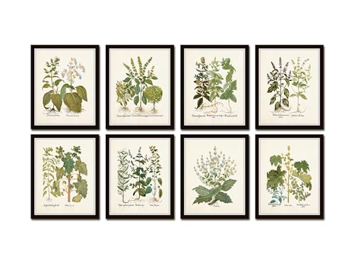 Belle Maison Art Botanical Print Set No. 31, Vintage Botanical