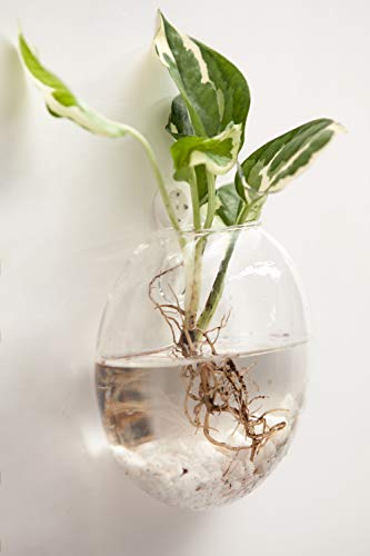 Mkono YYBL0029 Wall Hanging Glass Terrariums Planter Oblate Flower Vase thumb #3