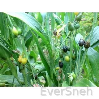 EverSneh Real Live Vaijayanti White Flower Plant, Vaijayanti Mala Plant For Gardening, Mala, Garland Etc.(Pack Of 1 Plant) (B0C2D7TJ94) Amazon Price History, Amazon Price Tracker