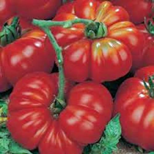 Tomato, Beefsteak, Heirloom, 25 SEEDS, 1-2 Pound Fruit. Indeterminate, Super Large and Bright Red Fruits 88 Days. Heirloom, Open Pollinated, Non-GMO. Beef steak Style Slicing Tomato.