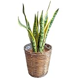 [ miipas ] サンスベリア 7号鉢 大型観葉植物 本物 【 初心者でも 室内 オフィス 床置き で 育て やすい 7号サイズ 】 特大 土 インテリア 7号ポット snake plant（ おしゃれ な 専用鉢カバー 付き ）