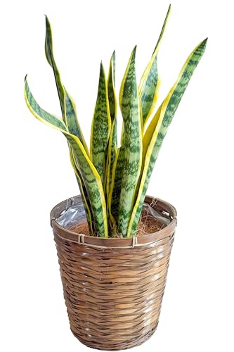 [ miipas ] TXxA 7 ^ϗtA { y S҂ł  ItBX u   ₷ 7TCY z  y CeA 7|bg snake planti   pJo[ t j