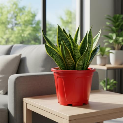 Snake Plant Live Indoor Plant with 4 Inch Pot | | Air Purifying S...
