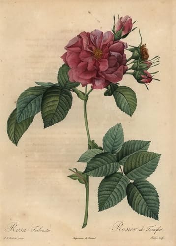 Cuadro al óleo de rosa Pierre Redouté SERENDIPITP para decoración de hogar, 60x90cm