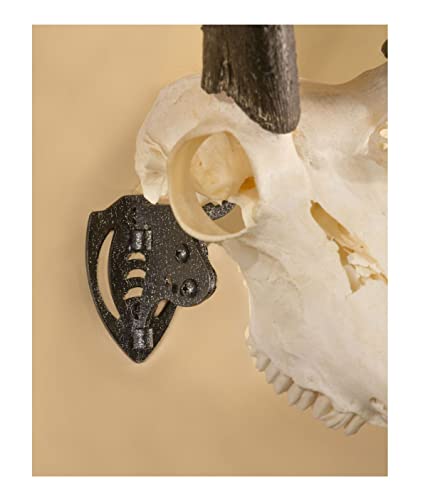 Skull Hooker Mini Hooker Skull Hanger - Perfect Kit For Hanging And Mounting Taxidermy Bear, Small Deer, Pronghorn, And Other Smaller Skulls For Display, Graphite Black #TOP1