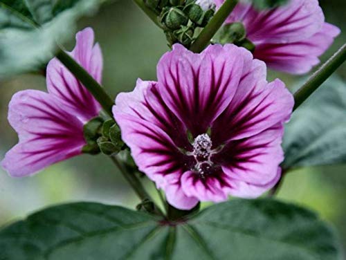 Seeds4Planting - Seeds Hollyhock Mallow Forest Purple - Organic #TOP6