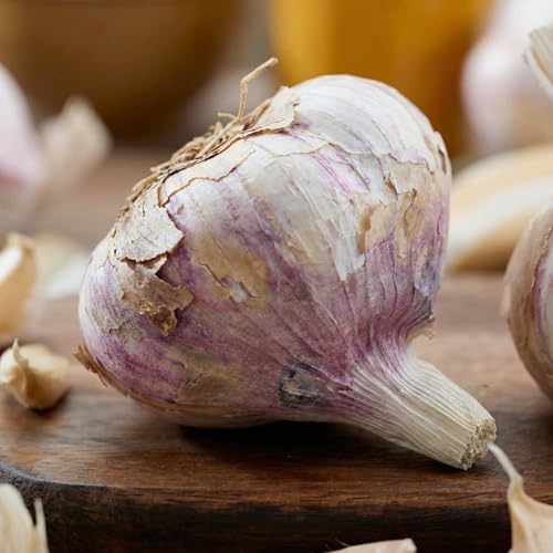 Ail à Planter Germidour - 500 g Bulbe - Plantes Vivaces Exterieur...