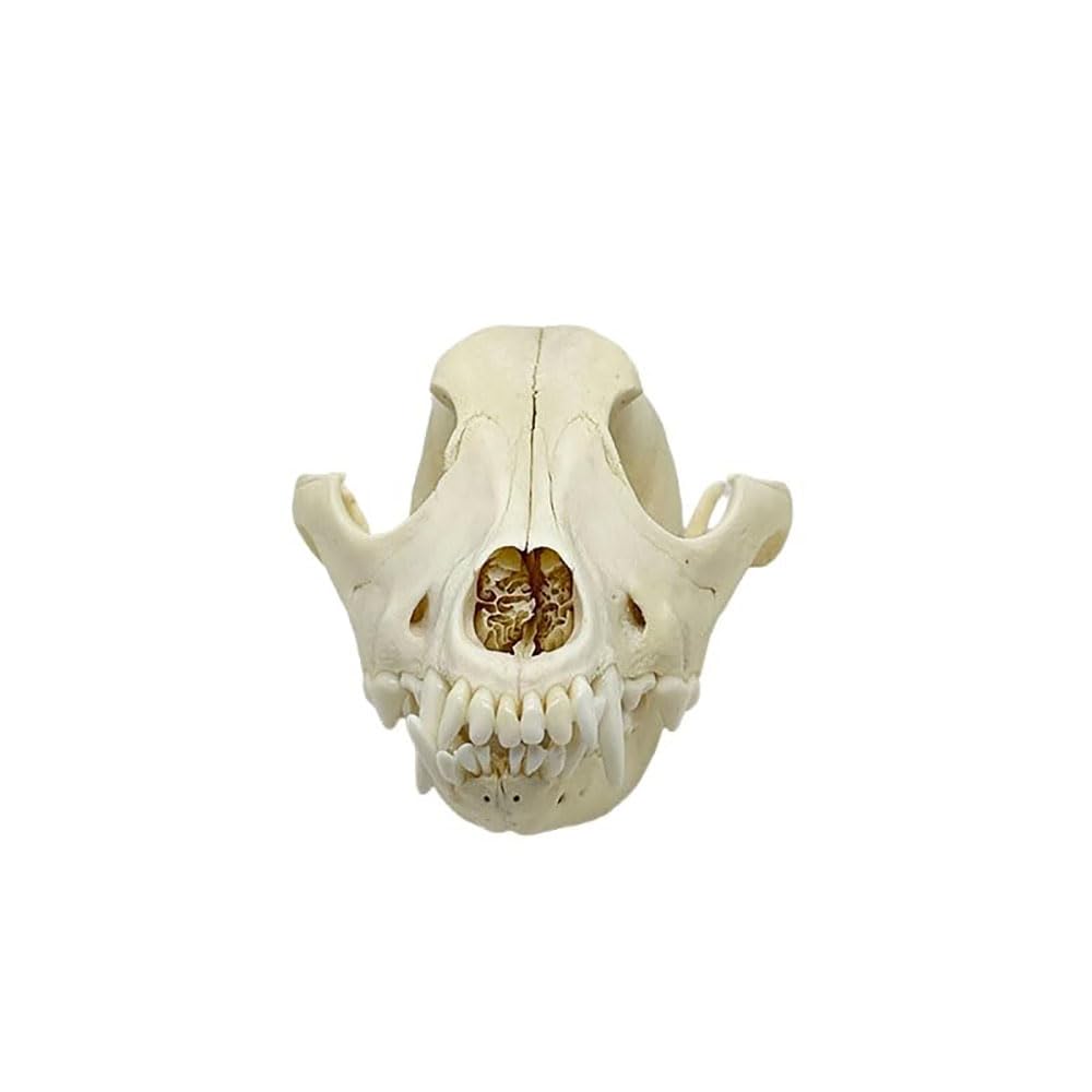 Taxidermy Real Animals Dog Skulls, Real Bones Specimen, Taxidermy Supplies for Science Education, Special Gift (Dog Skull)
