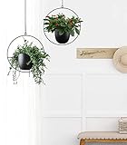 Macetas colgantes versátiles: el diámetro del círculo exterior es de 35 cm. El diámetro de la maceta es de 14 cm. Puede adaptarse a una planta de tamaño pequeño a mediano. No hay agujero de drenaje en la parte inferior para que no tengas que preocuparte por que el agua gotee en tu suelo. Recomendamos mantener la maceta de guardería o poner algunas gravas en la parte inferior para evitar que se pudran las raíces. Se pueden utilizar para decorar cualquier habitación de tu casa, o en un espacio de trabajo, cafetería o restaurante. Te sorprenderá lo versátiles que son.