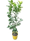 Pomelo Natural Cultiva Exuberantes Citrus en tu Patio - Árbol Frutal
