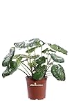 eGarden.store