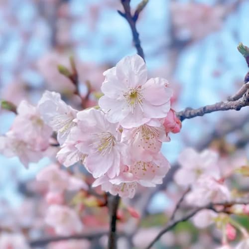 semi di ciliegio in esotiche resistenti, ornamentali ciliegio ornamentale da giardino, arbusti resistenti alla verdi, decorazione 90pcs