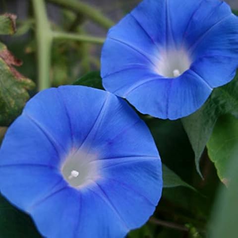 UtopiaSeeds Heavenly Blue Morning Blooming Vine Seeds Cover