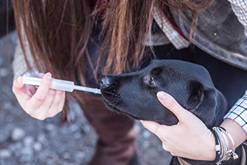 Mikki Dog, Puppy, Cat, Kitten Mothering Kit, Feeding and Medicine Syringe for Young /Unwell Animals - Image 6