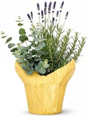 Live Aromatic and Healthy Herb Combo in Deco Cover - Air Purifier, Combo Includes Rosemary, Lavender, and Eucalyptus, 12" Tall by 6" Wide