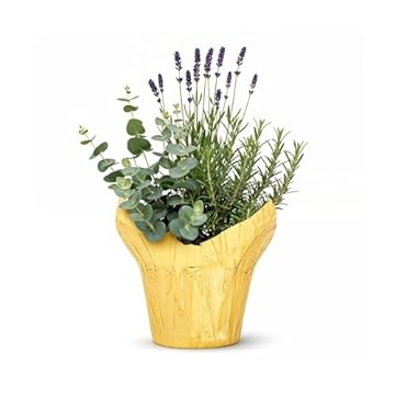 best air purifying plants for bedroom