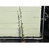 Toscaanse jasmijn – Trachelospermum jasminoïdes 160 cm