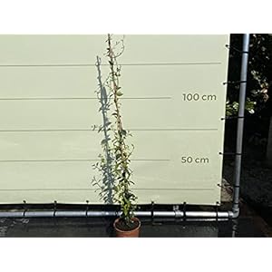 Toscaanse jasmijn – Trachelospermum jasminoïdes 160 cm