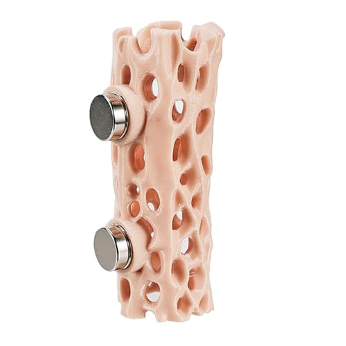 Rxgiasup Belüfteter Goggas Beobachtungsraum mit magnetischem Klettertunnel, ideal für springende Spinnen und kleine Reptilien Innovatives Haustierhaus